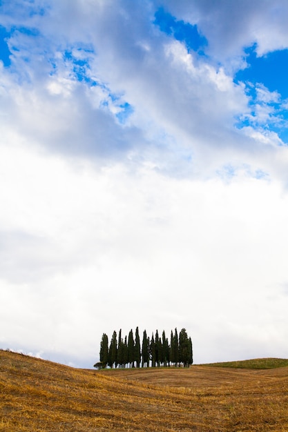 San Quirico, d'Orcia, Toskania. Grupa cyprysów tuż przed nadejściem burzy