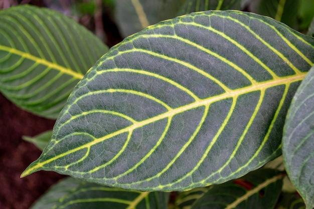 Sanchezia speciosa Leonard. Różnobarwne zielone liście z żółtymi żyłami,