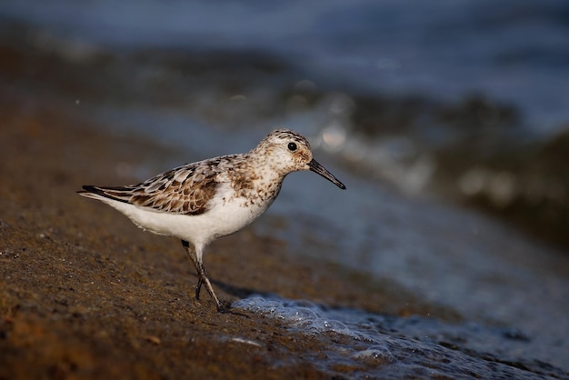 Sanderling w wodzie Calidris alba