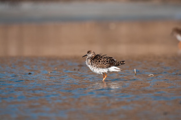 Sandpiper Calidris minutilla pojedynczy ptak stojący w płytkiej wodzie