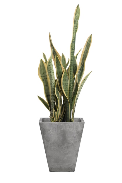 Sansevieria Trifasciata Lub Roślina Snake W Szarej Doniczce