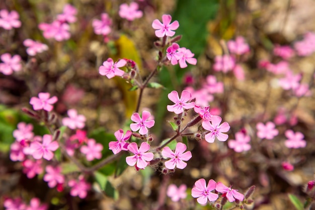 Saponaria ocymoides, z rodziny Caryophyllaceae