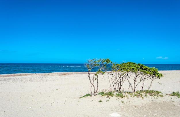 Sardyńska plaża wiosną