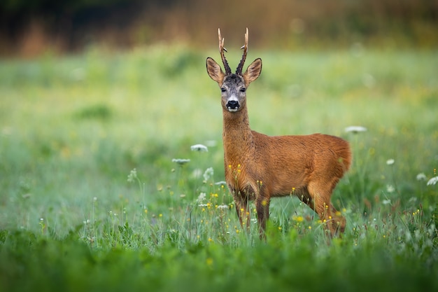 Sarna Buck stojący na łące w przyrodzie latem.