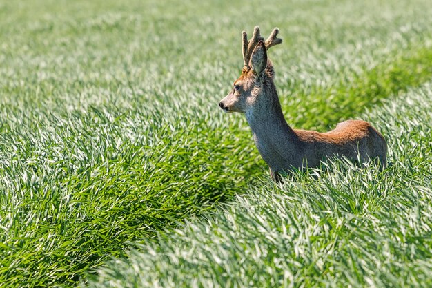 Sarna Buck w polu pszenicy. Dzika sarna.