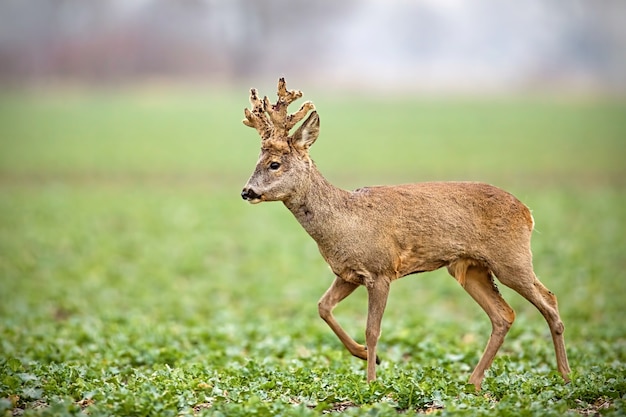 Sarna, capreolus capreolus, koziołek z dużymi porożami pokrytymi aksamitnym chodem.