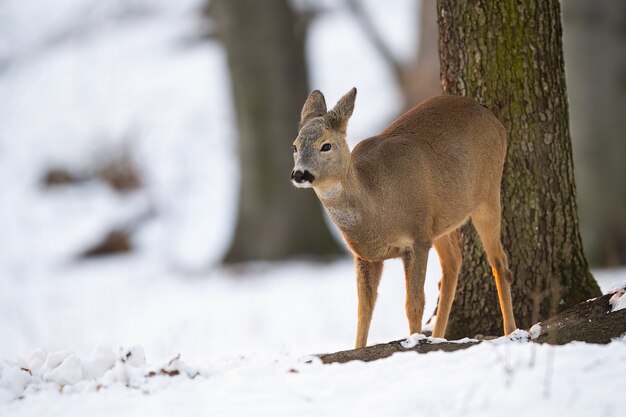 Sarna, capreolus capreolus, łania w lesie zimą