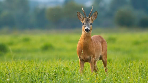 Sarna, Capreolus Capreolus, Samiec Stojący Na łące W Letnim Słońcu.