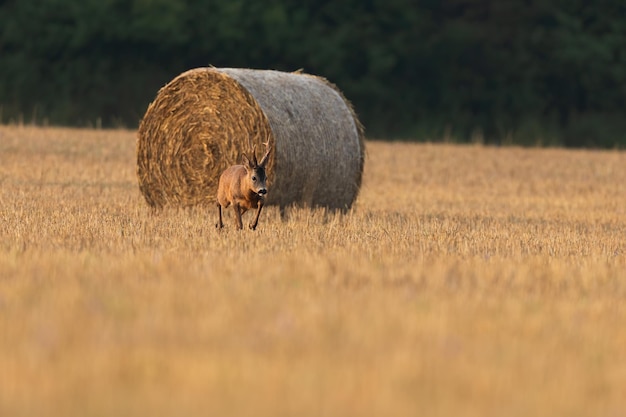 Sarna Chodząca Po ściernisku Z Zaokrągloną Belą Hej