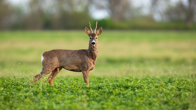 Sarna patrząca do kamery na trawie w wiosennej przyrodzie