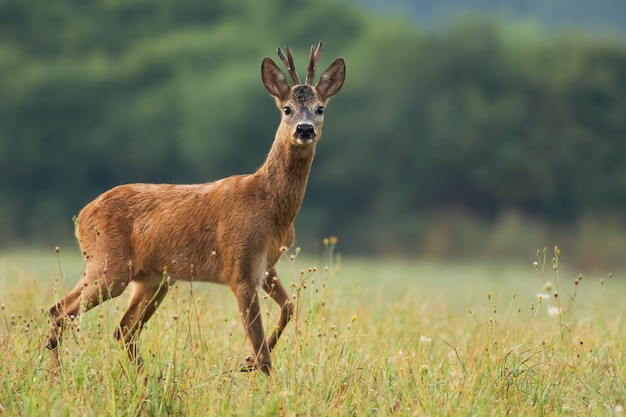 Sarny odprowadzenie na łące z wildflowers w świeżym lecie