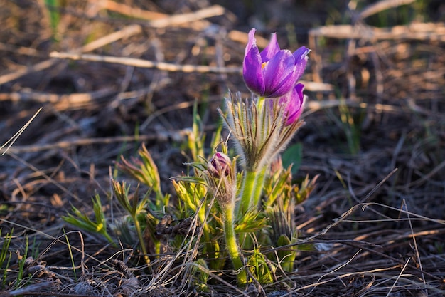 Sasanka Pulsatilla grandis z kroplami wody piękny wiosenny kwiat