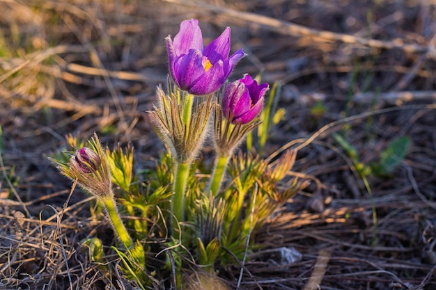 Sasanka zwyczajna Pulsatilla pratensis Pulsatilla pratensis fioletowe kwiaty z kroplami wody