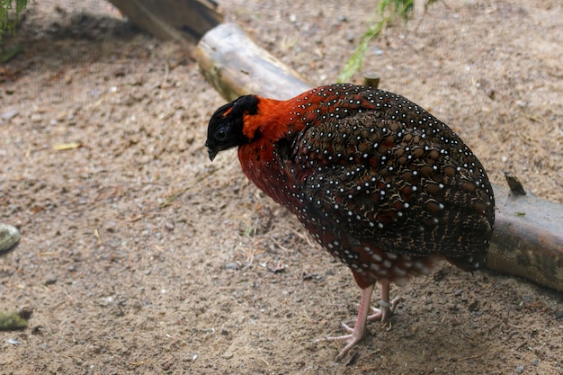 Satyr Tragopan (Tragopan satyra) stojący na piasku