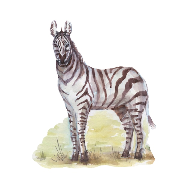 Savannah afryka zebra żyrafa safari zwierzęta akwarela ręcznie rysowane ilustracja