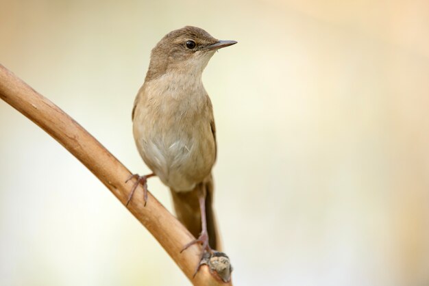 Savi's Warbler Siedzi Na Patyku