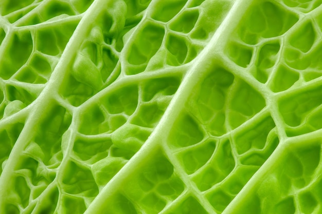 Savoy kapusta falista struktura zielony liść z wklęsłościami kuchnia ogród zbliżenie makro tło tapeta pełna głębia ostrości