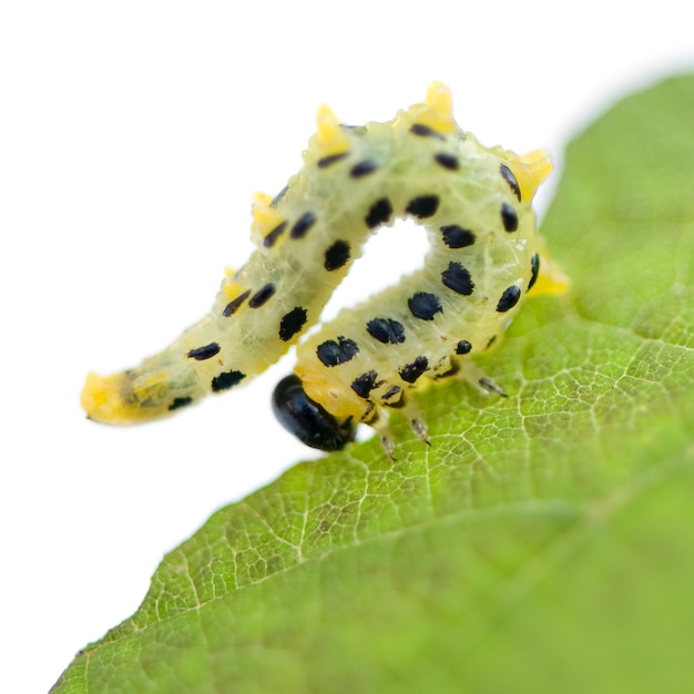 Sawflies gąsienica - Arge rosae na bielu odizolowywającym