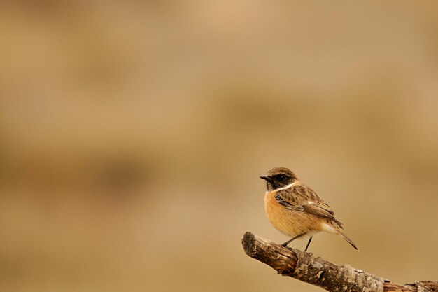 Saxicola torquatus - Afrykański kamień kamienny to gatunek wróblowatych w Muscicapidae.