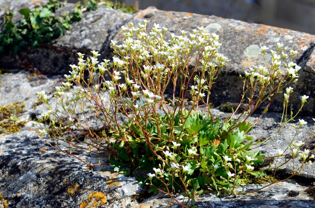 Zdjęcie saxifraga cuneata lub saxifraga platyloba w kwiatach na kamiennej ścianie