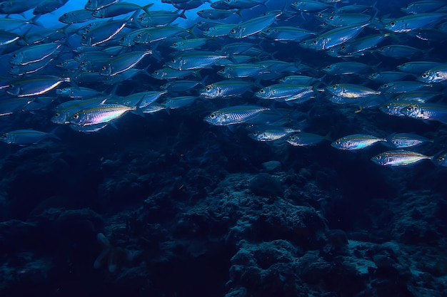 scad ościeżnica pod ekosystemem wodnym / morskim, duża ławica ryb na niebieskim tle, abstrakcyjna ryba żywa