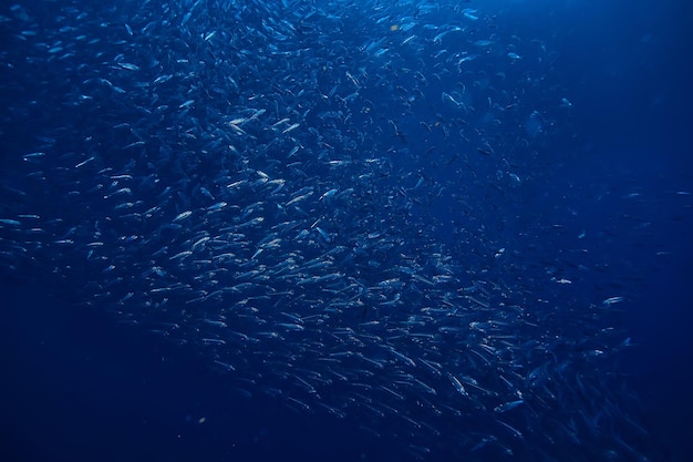 scad ościeżnica pod ekosystemem wodnym / morskim, duża ławica ryb na niebieskim tle, abstrakcyjna ryba żywa
