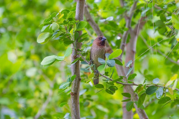 Scaly Breasted Munia Lub Cętkowany Munia Perching Na Gałęzi W Tajlandii (lonchura Punctulata)