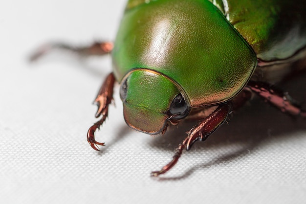 Zdjęcie scarab beetle lub anomala grandis na białej tkaninie