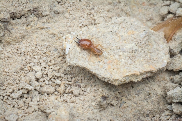 Zdjęcie scena i rodzaje termitów znalezionych na wzgórzu