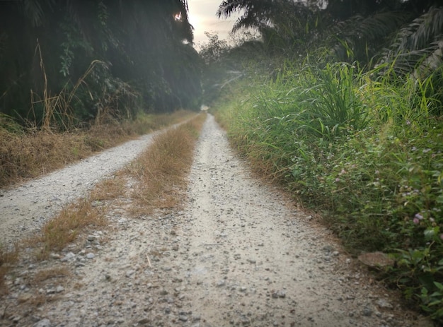 Zdjęcie scena krajobrazowa wiejskiej drogi lub ścieżki prowadzącej do dzikiej farmy lub plantacji