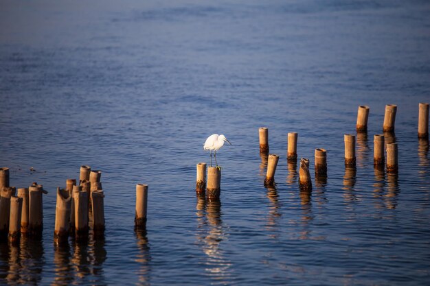 Scena letnia Jedna czapla biała Ardea alba z piórami oświetlonymi światłem słonecznym