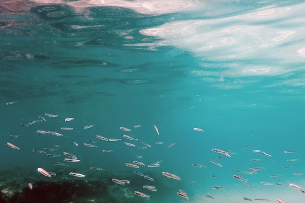 Scena podwodna Światło słoneczne, ryby Podwodne życie.