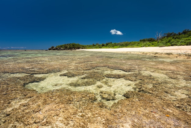 Scena widziana z rafy koralowej podczas odpływu. Niezamieszkana rajska plaża w tle. Wyspa Iriomote.