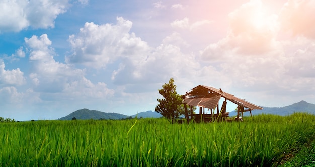 Scena wiejska Opuszczony domek znajduje się z zielonymi sadzonkami ryżu na polu ryżowym