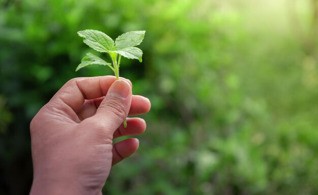 Scena wiosny z ręką trzymającą zieloną roślinę