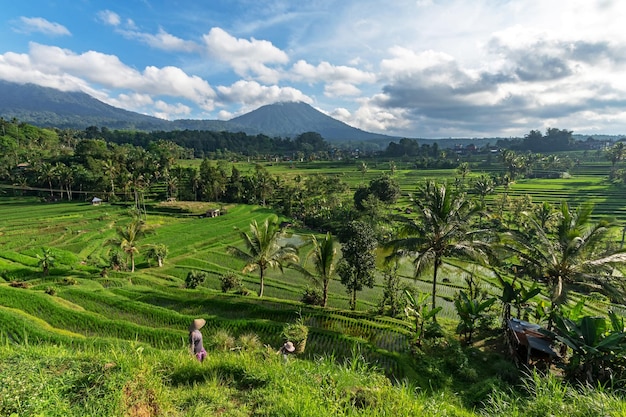 Sceneria na tarasie ryżowym Jatiluwih na Bali w Indonezji