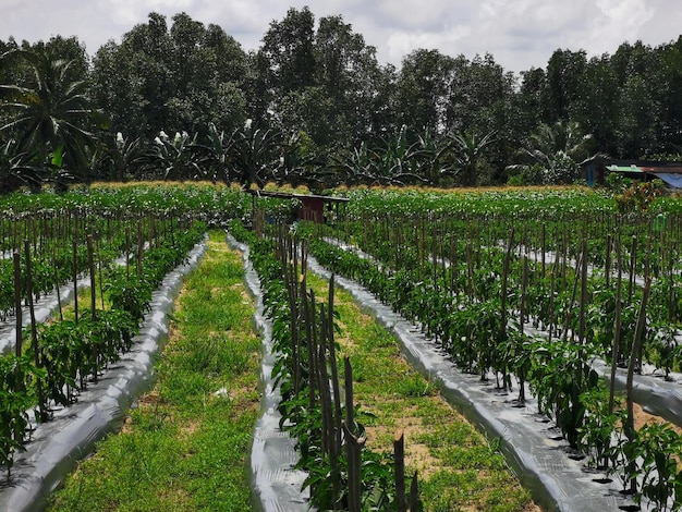 Sceneria plenerowa w ciągu dnia z nowoczesną farmą chilli z systemem fertygacji