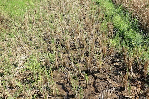 sceneria pola ryżowego po żniwach ryżowych