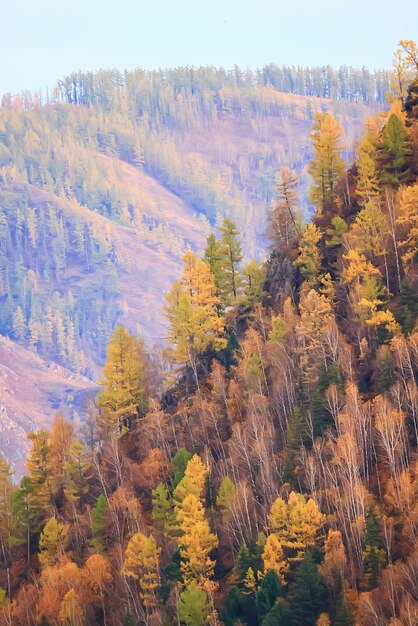 sceneria żółty modrzew piękny jesienny las, ekologia zmiany klimatyczne