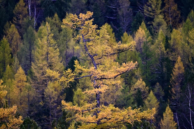 sceneria żółty modrzew piękny jesienny las, ekologia zmiany klimatyczne