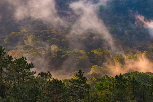 Sceniczny las świezi zieleni deciduous drzewa obramiający liśćmi, z słońcem