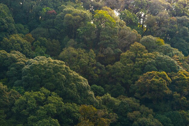 Sceniczny las świezi zieleni deciduous drzewa obramiający liśćmi, z słońcem