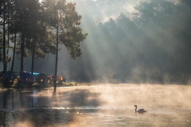 Sceniczny sosnowy lasowy światło słoneczne połysk na mgła rezerwuarze w ranku przy ssanie w żołądku oung