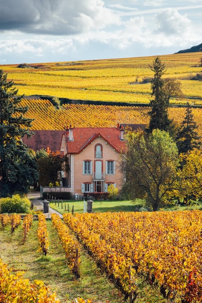 Zdjęcie sceniczny widok domu pośród winnic jesienią