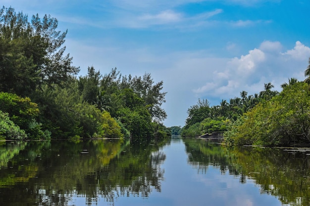 Sceniczny widok drzew jeziorowych na tle nieba