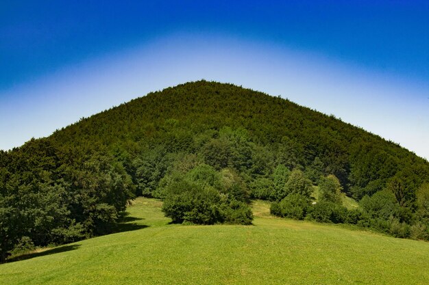 Zdjęcie sceniczny widok drzew na polu na tle jasnego niebieskiego nieba