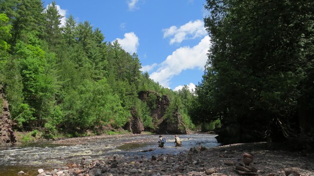 Sceniczny Widok Drzew Na Polu Na Tle Nieba