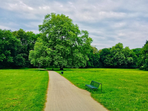 Zdjęcie sceniczny widok drzew na polu na tle nieba