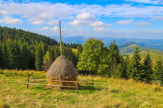 Zdjęcie sceniczny widok drzew na polu na tle nieba