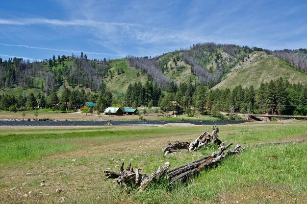 Sceniczny Widok Drzew Na Polu Na Tle Nieba